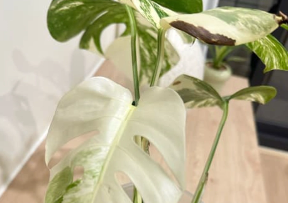 龜背芋病蟲害 龜背芋病蟲害