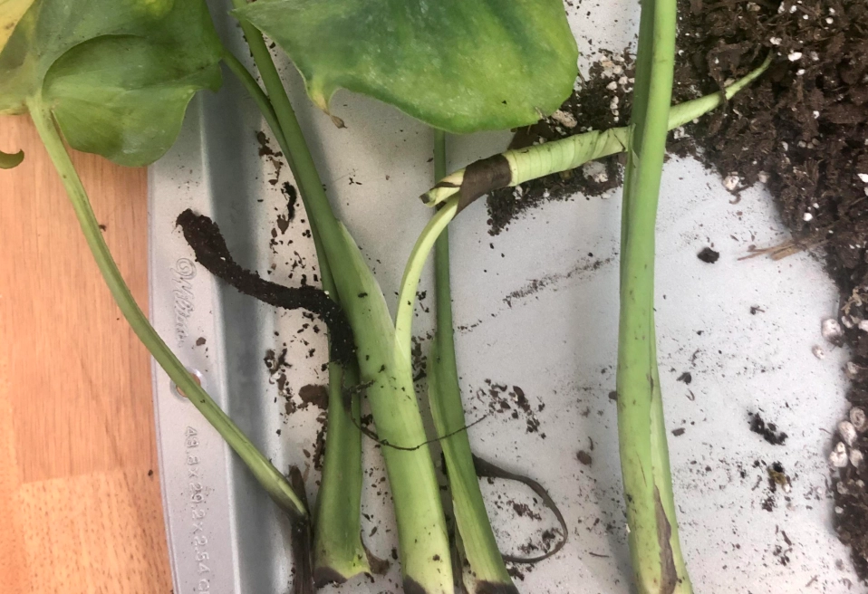 龜背芋莖變黑 原因