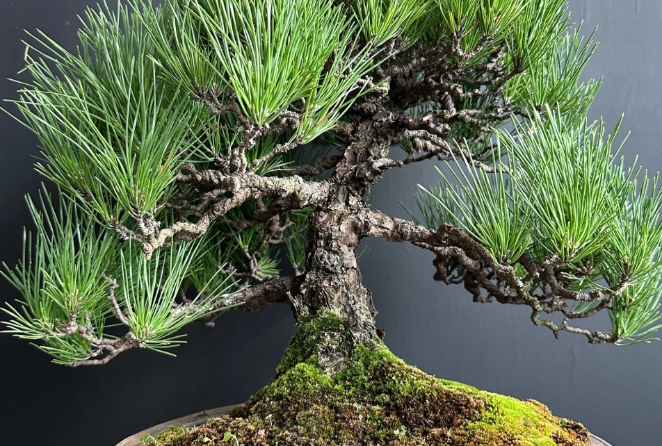 松樹病蟲害防治 松樹病蟲害防治