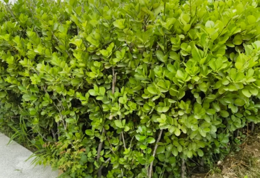 陽台低光照植物