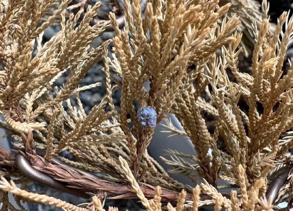 柏树 黄叶 原因 柏树 黄叶 原因