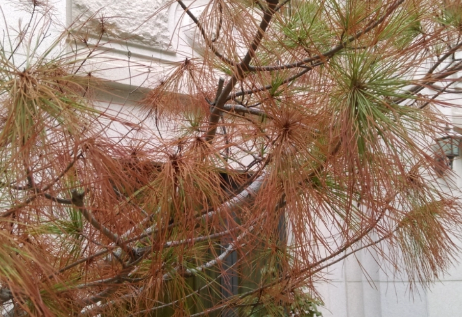 五葉松枯葉原因