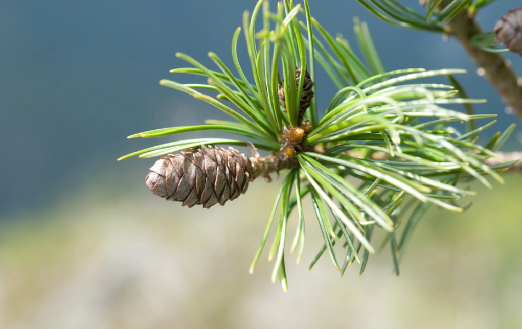 三葉松盆栽 三葉松盆栽