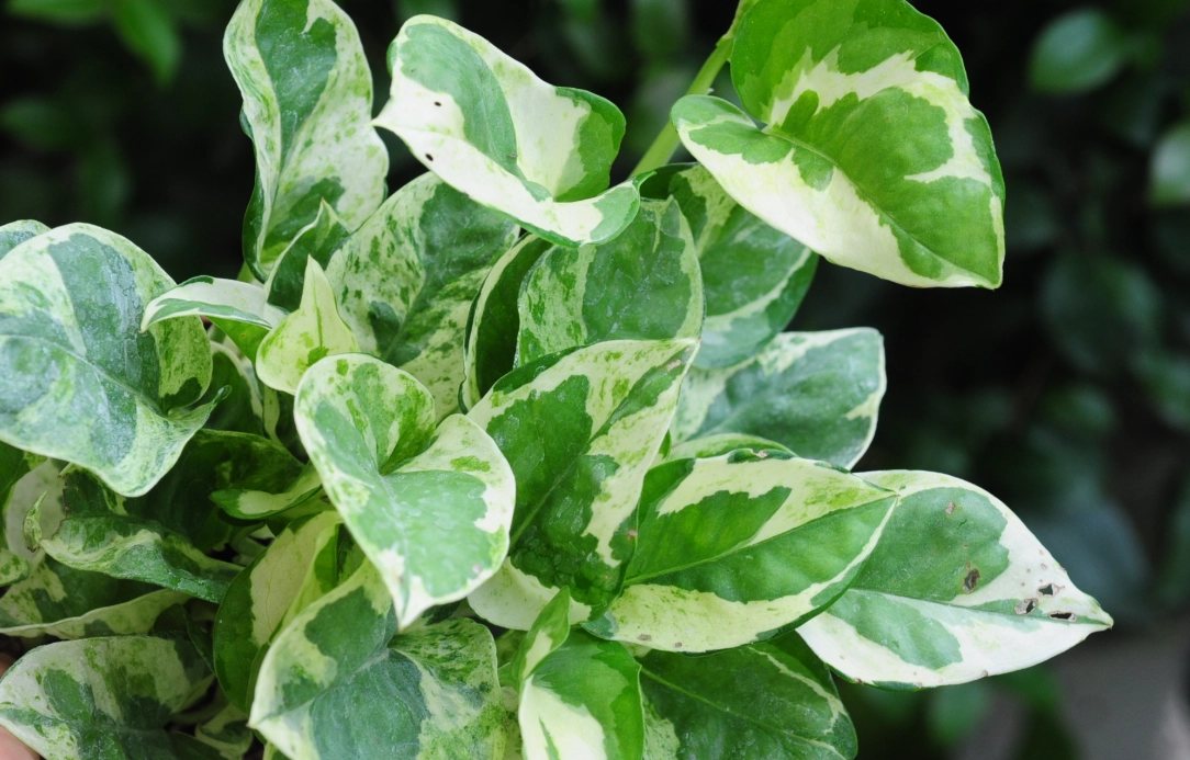 黃金葛汁液處理 黃金葛汁液處理