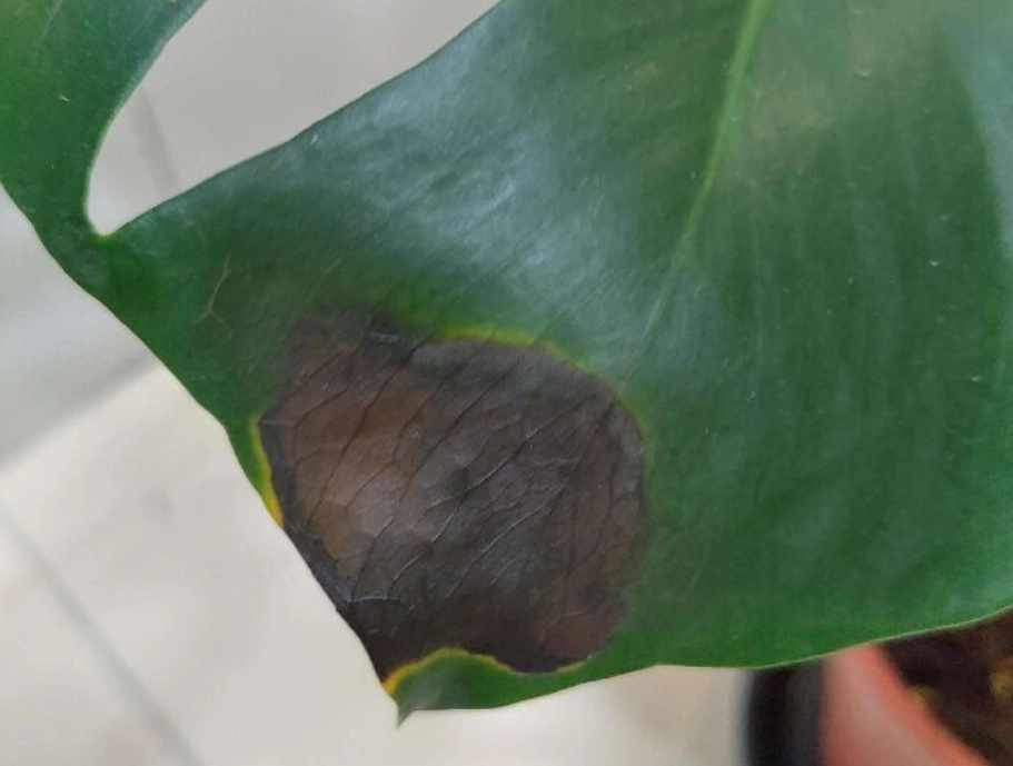 龜背芋根腐病 龜背芋根腐病