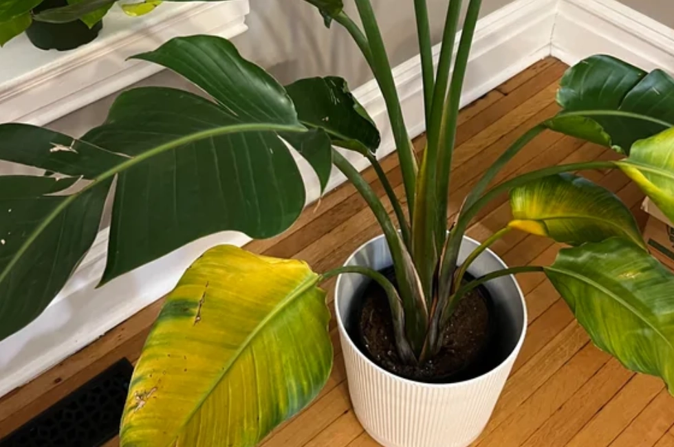 天堂鳥黃邊 養護