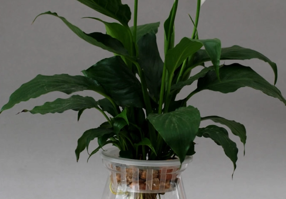 水培植物照顧 水培植物照顧