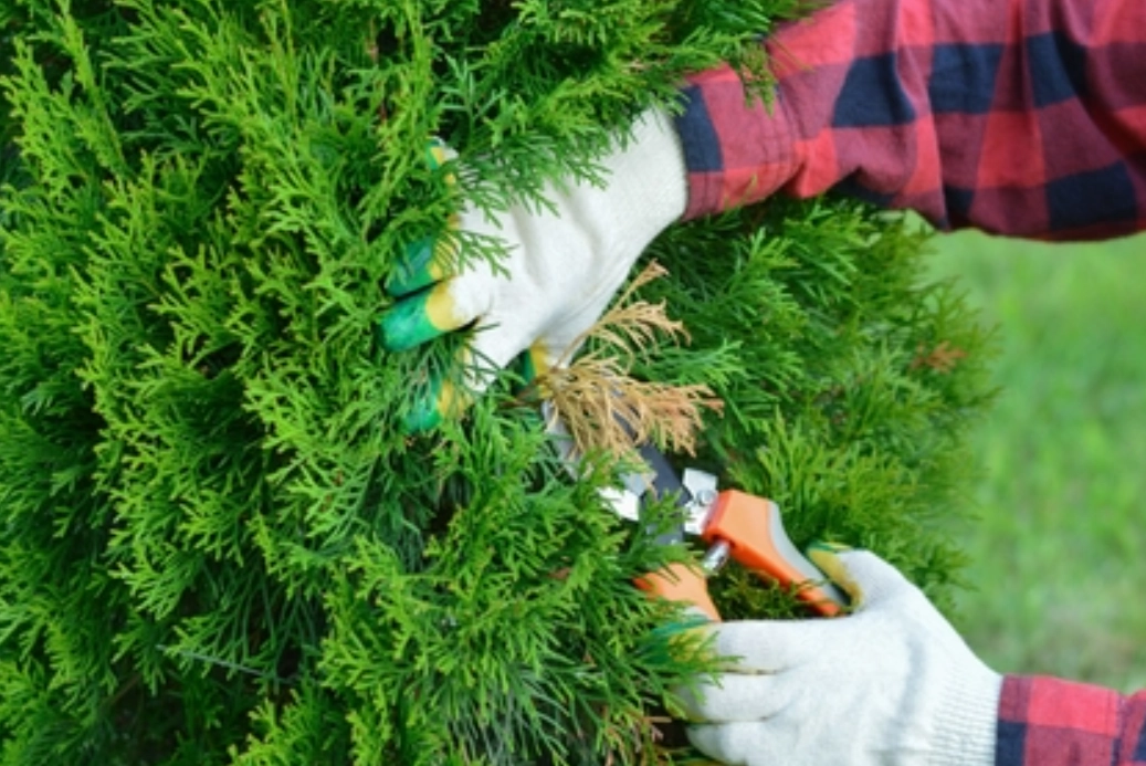 庭院灌木修剪 庭院灌木修剪
