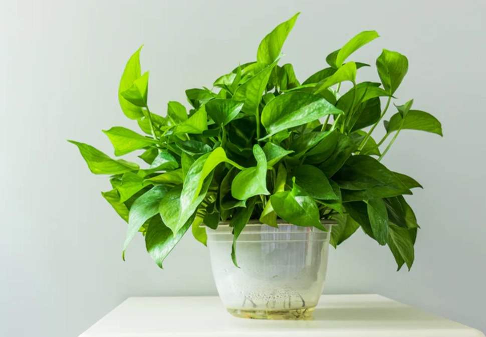 室內水種植物 室內水種植物