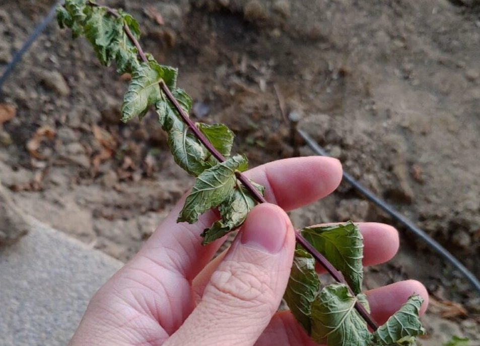 薄荷葉捲曲怎麼辦 薄荷葉捲曲怎麼辦