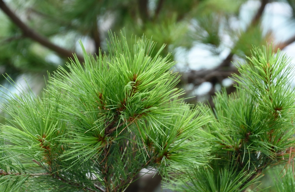 台湾三葉松 台湾三葉松