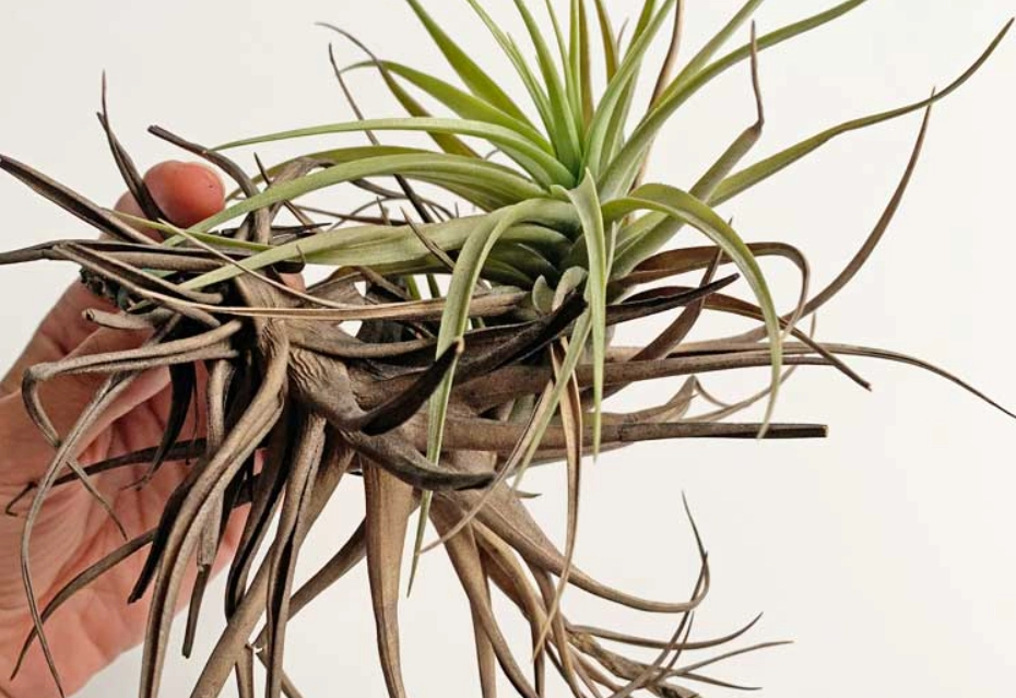 空氣鳳梨不吸水 空氣鳳梨不吸水