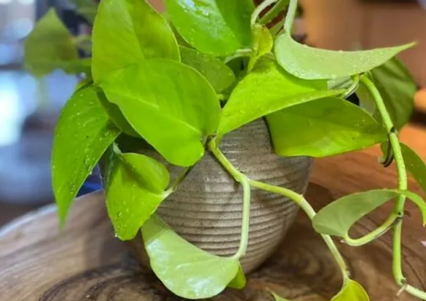 黃金葛 寵物 中毒 黃金葛 寵物 中毒