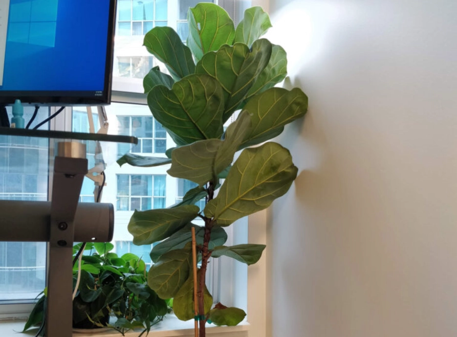 琴葉榕 葉子曬傷