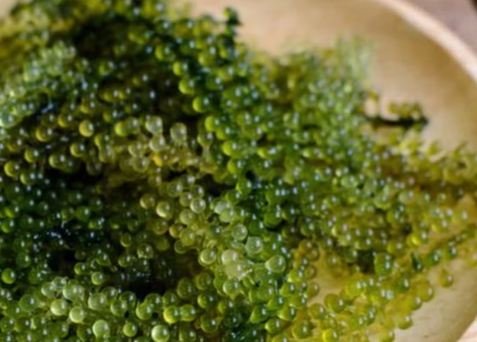 海葡萄功效 海葡萄功效