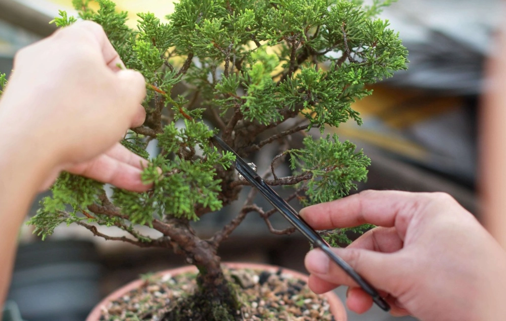 盆栽摘芽技巧 盆栽摘芽技巧