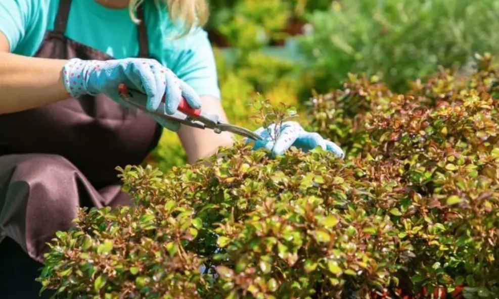 庭院灌木修剪 庭院灌木修剪