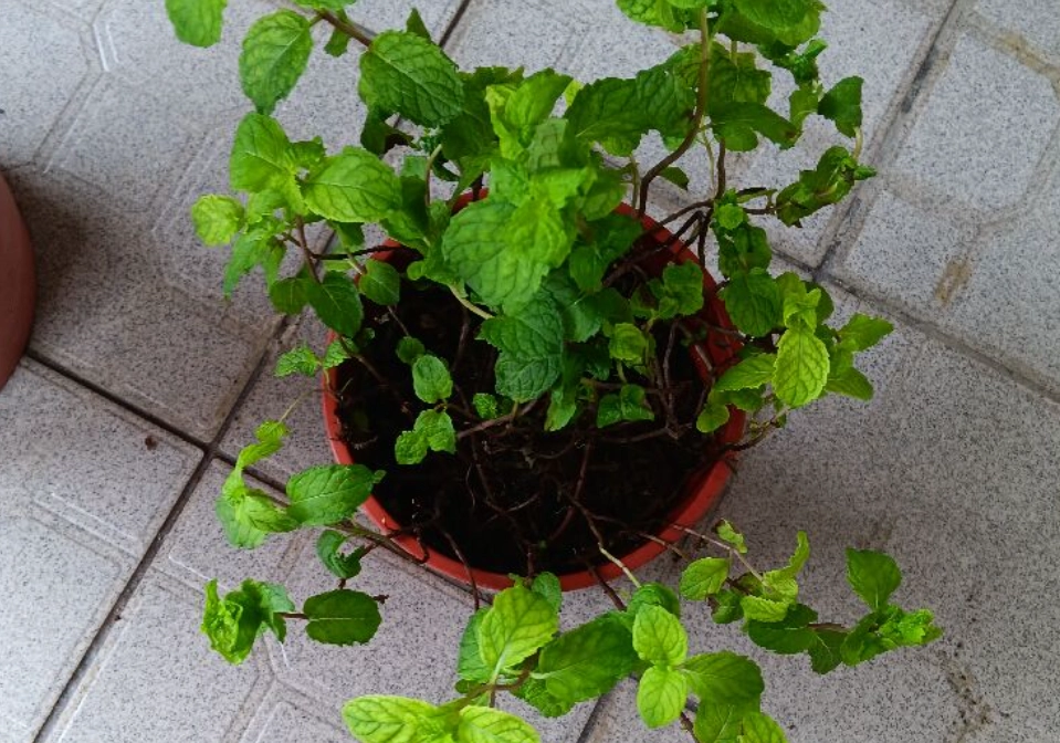 薄荷葉捲曲怎麼辦 薄荷葉捲曲怎麼辦