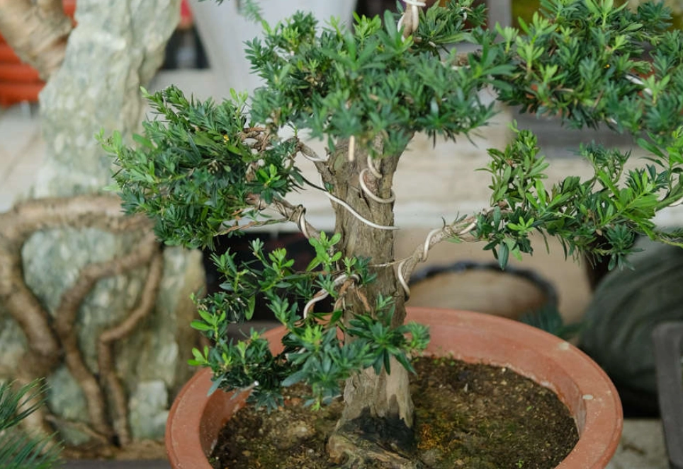 灌木修剪技巧 灌木修剪技巧