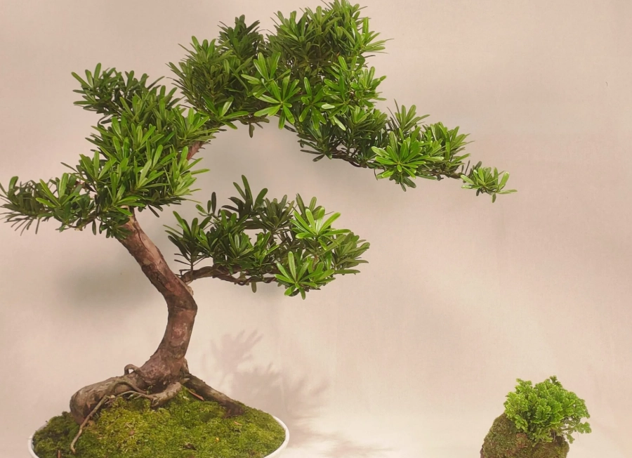 盆景造型技巧