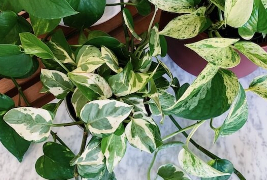 黃金葛有毒嗎 黃金葛有毒嗎