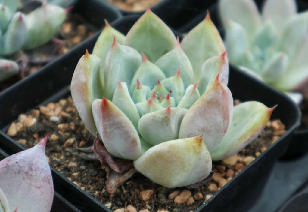 多肉植物 救活 多肉植物 救活