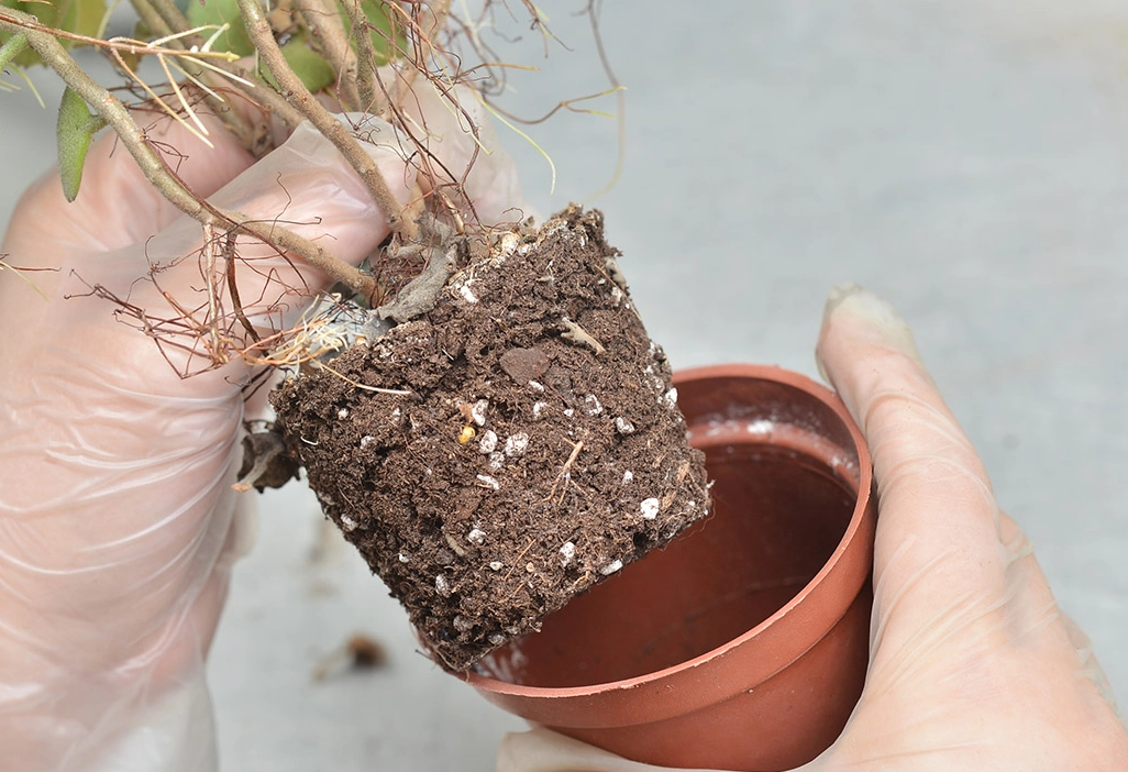 秋天換盆時機 秋天換盆時機