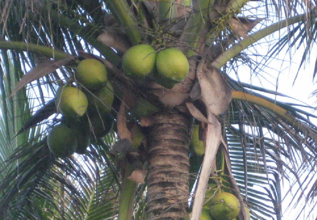 單子葉植物 特徵 單子葉植物 特徵