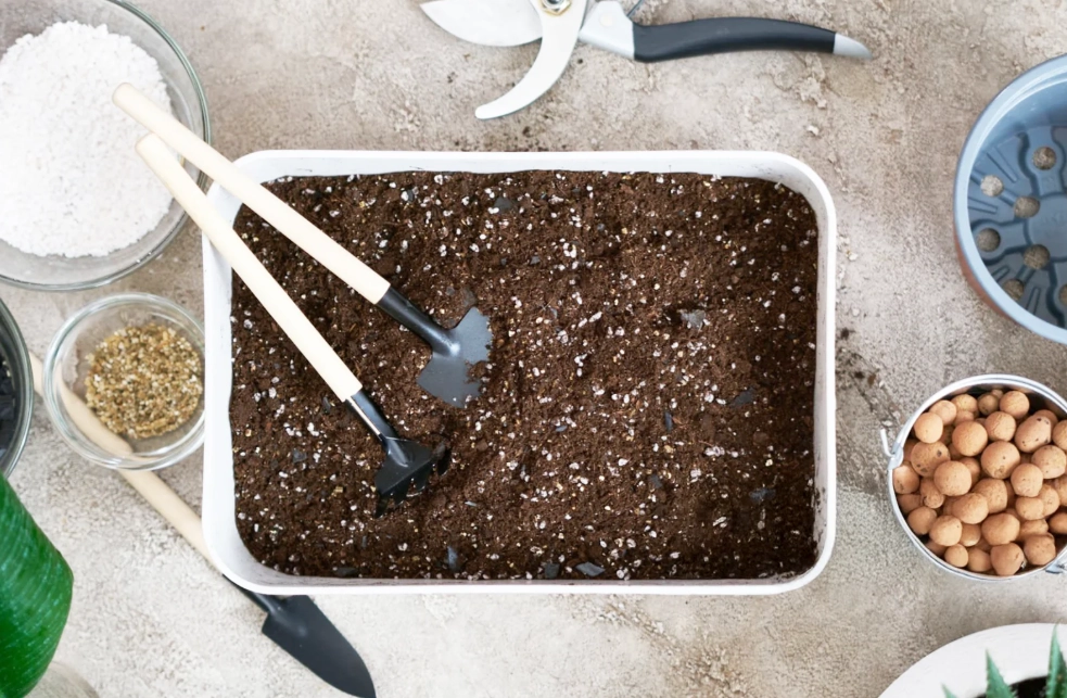 換盆注意事項 換盆注意事項