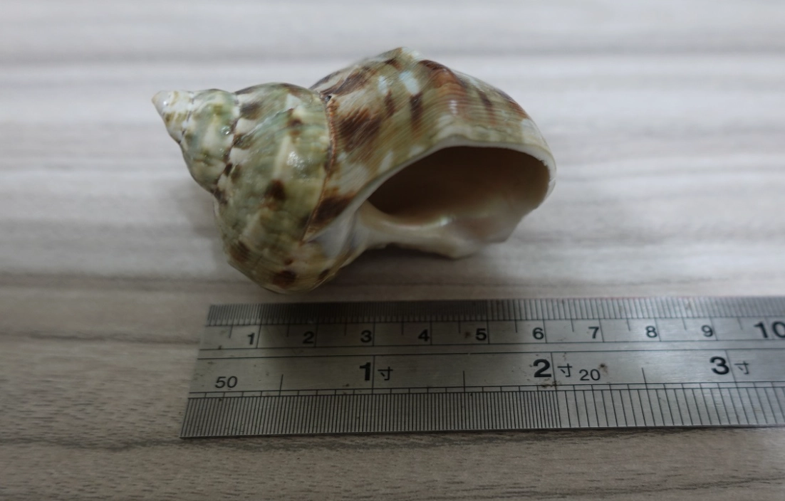 夜光貝殼 台灣 入境 夜光貝殼 台灣 入境