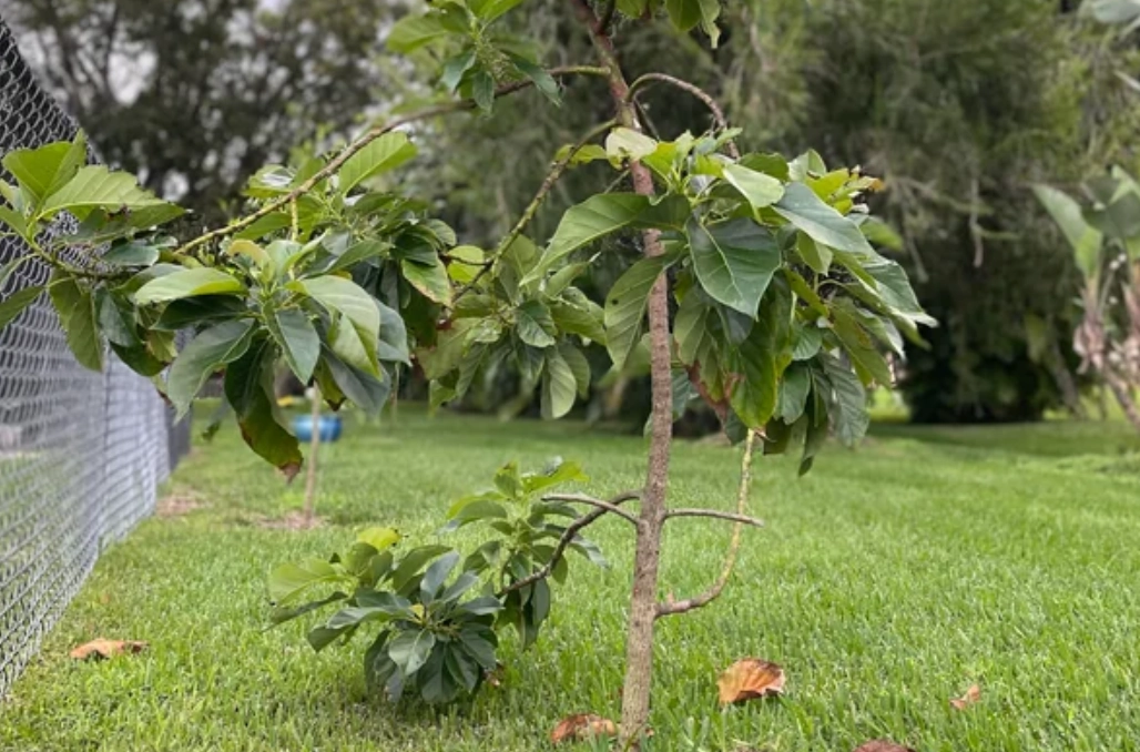 酪梨修剪 酪梨修剪