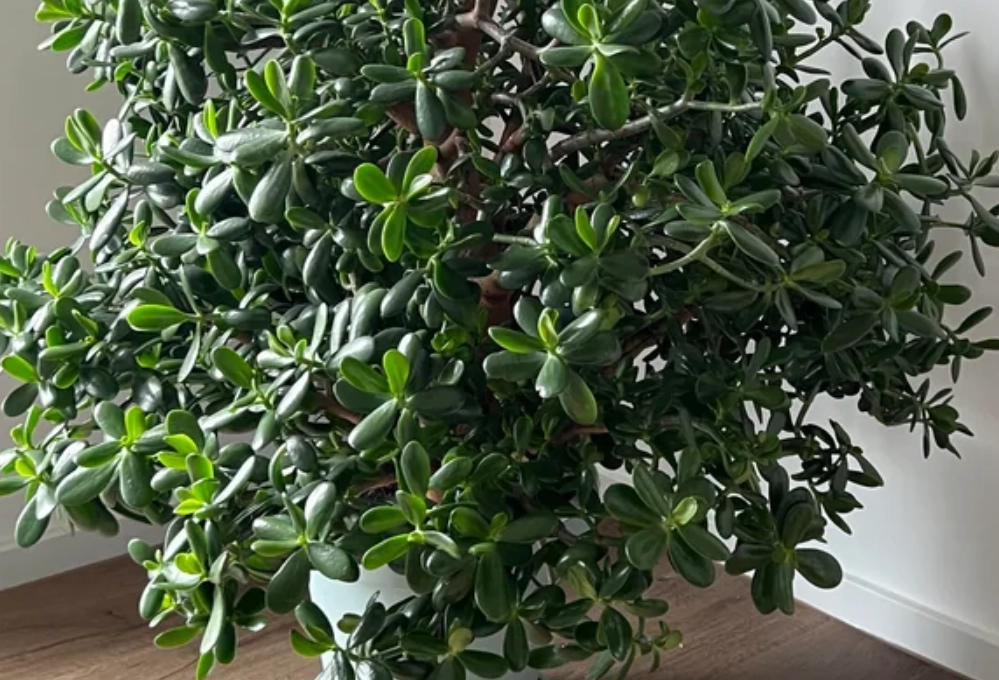 玉樹澆水 玉樹澆水