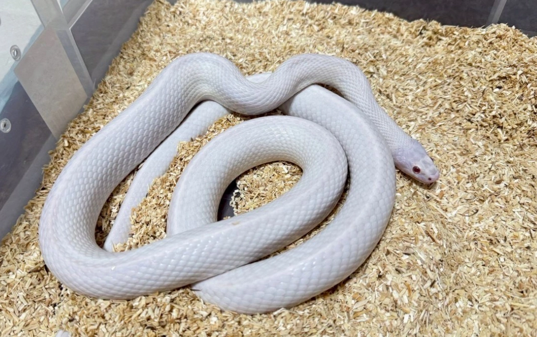 夢見蛇的意義 夢見蛇的意義