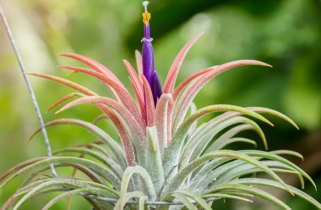 空氣鳳梨開花後處理