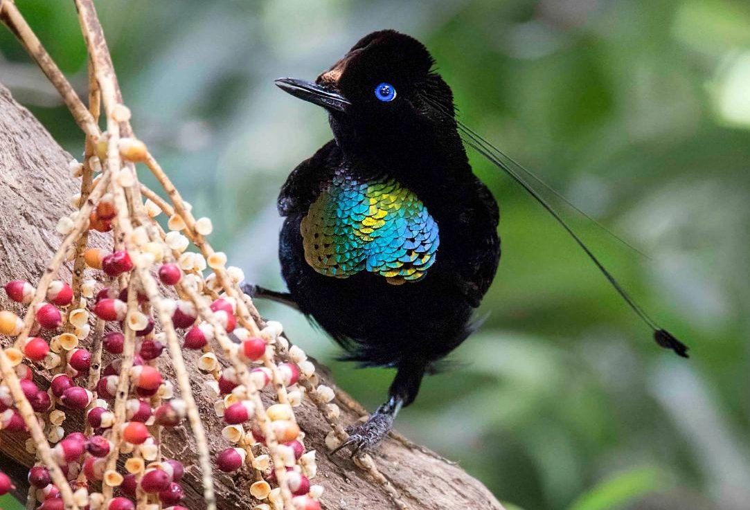 西方六線天堂鳥 台灣