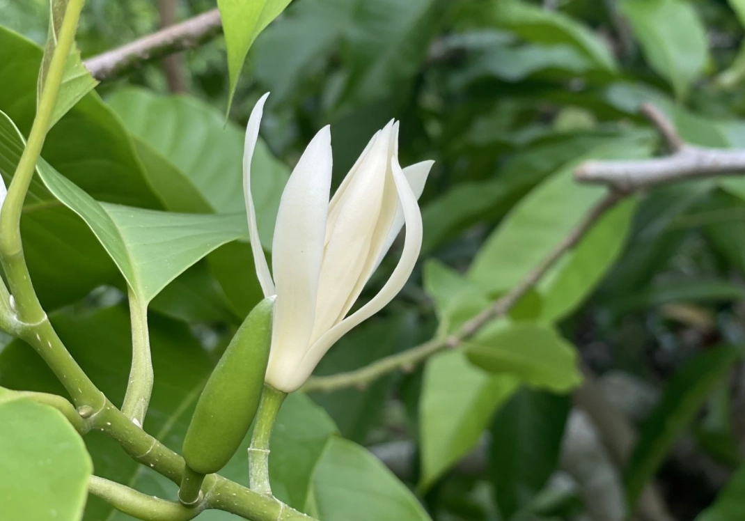 玉蘭花文化意義 玉蘭花文化意義