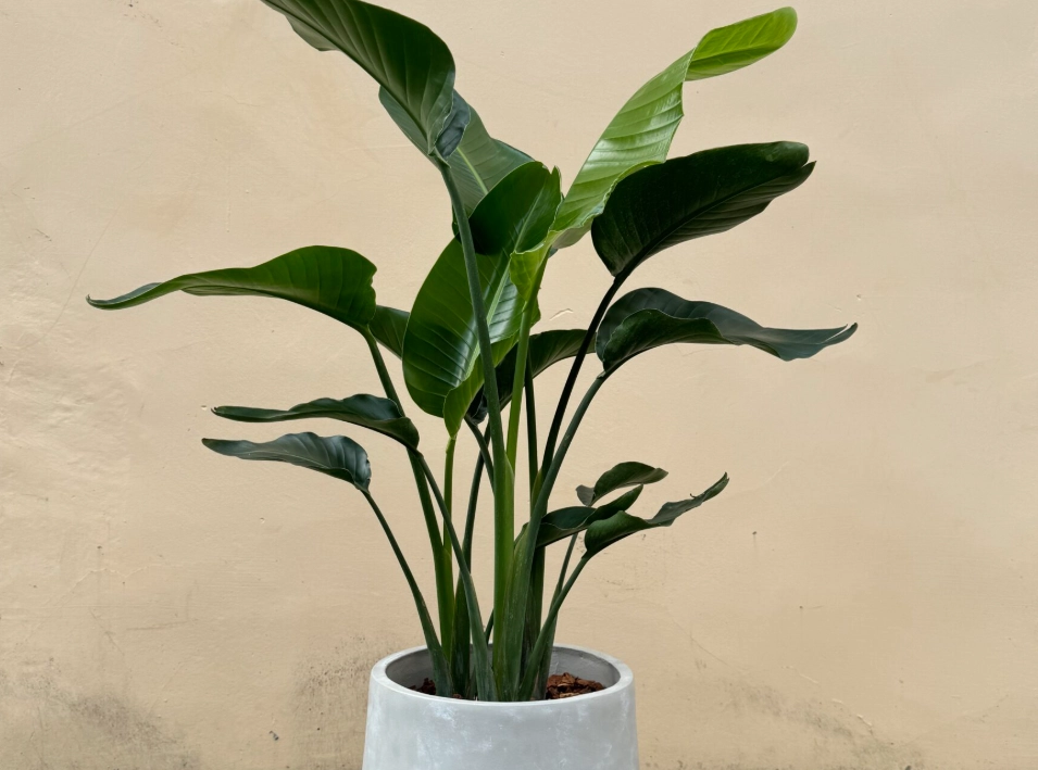 天堂鳥 養護 天堂鳥 養護