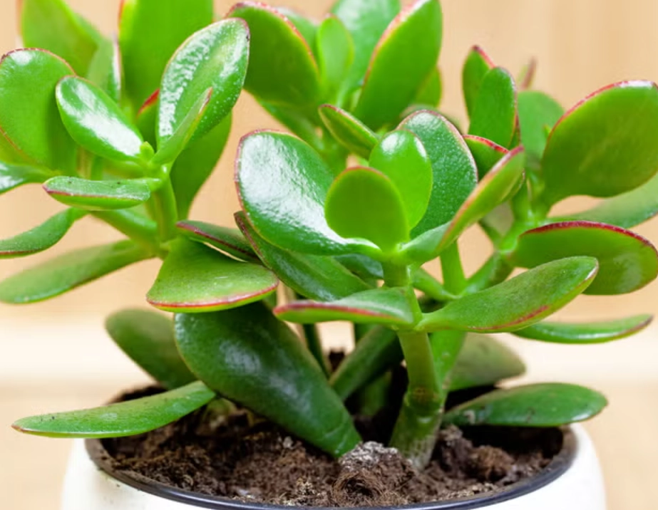 玉樹怎麼養 玉樹怎麼養