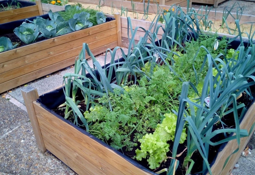 新手種菜 新手種菜