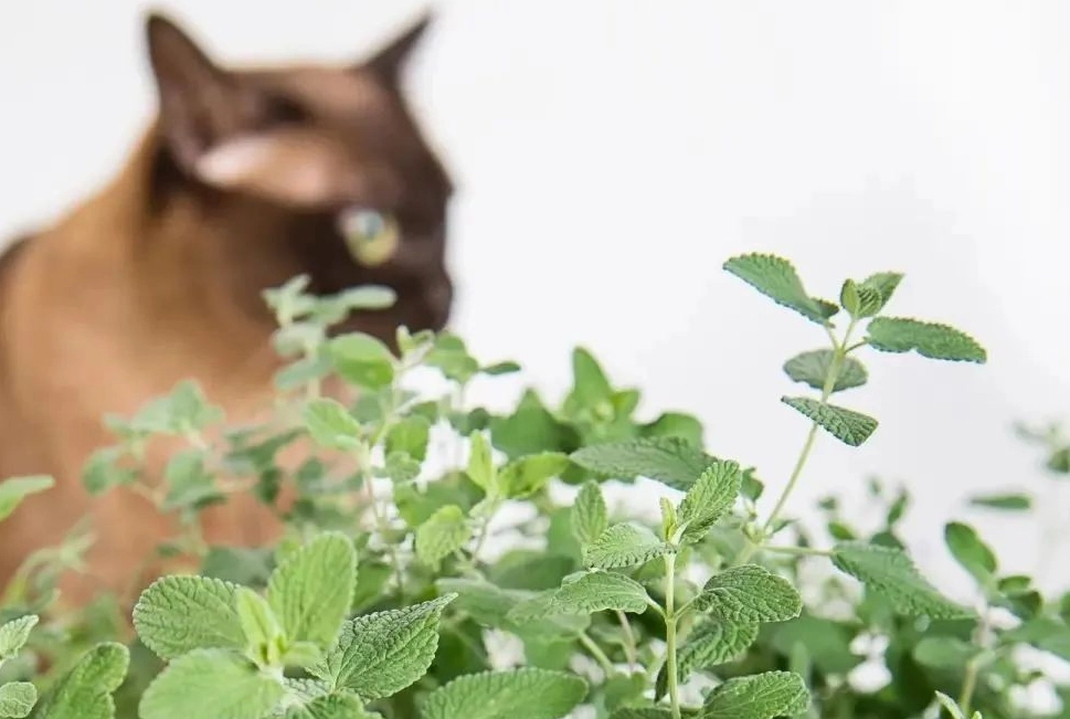 室內植物 貓 安全