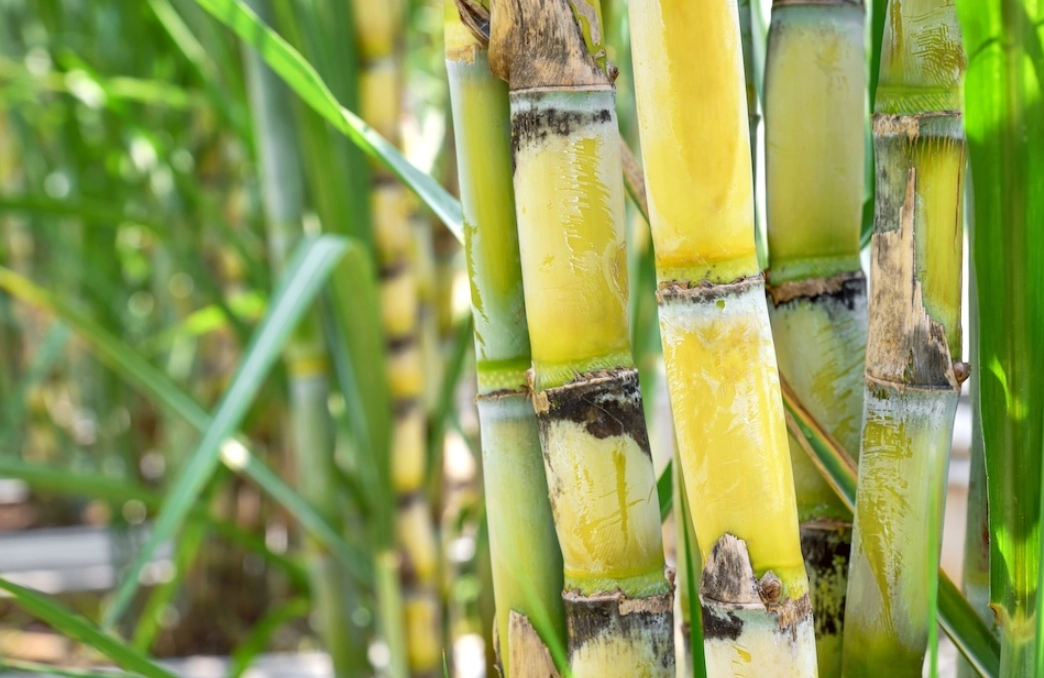 甘蔗 根系