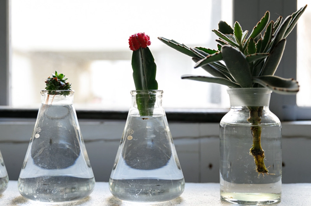 水耕 多肉 植物 水耕 多肉 植物