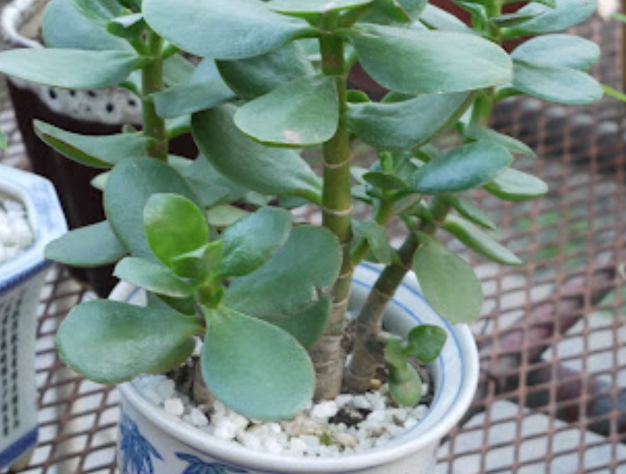 玉樹怎麼養 玉樹怎麼養