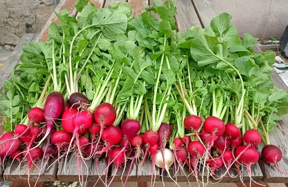 新手種菜 新手種菜