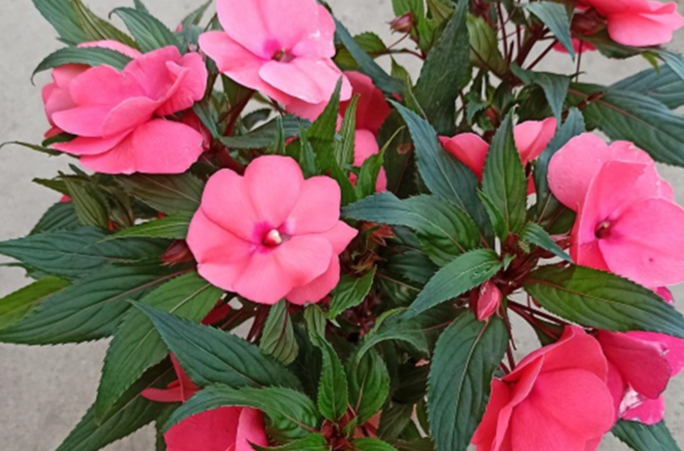 凤仙花 是主根還是鬚根