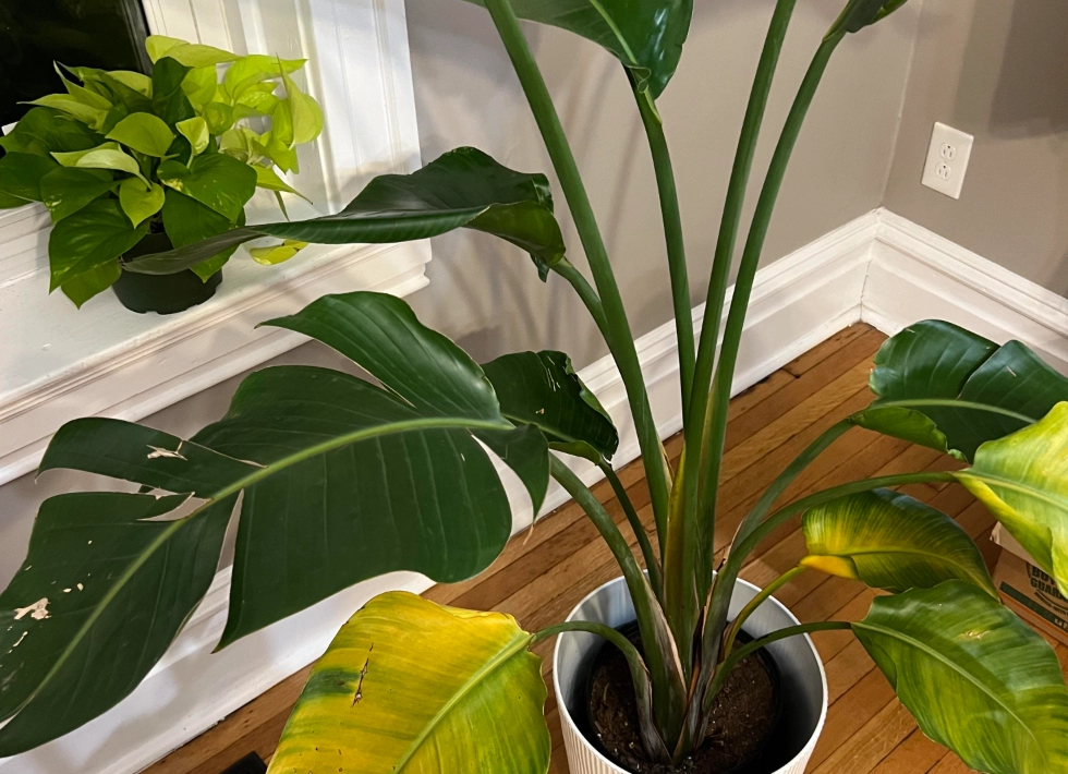 天堂鳥 多久澆一次水 天堂鳥 多久澆一次水