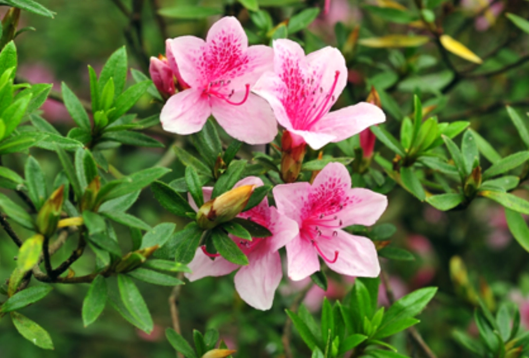 室內植物 貓 安全