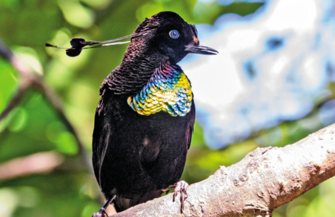 台灣特有亞種鳥類