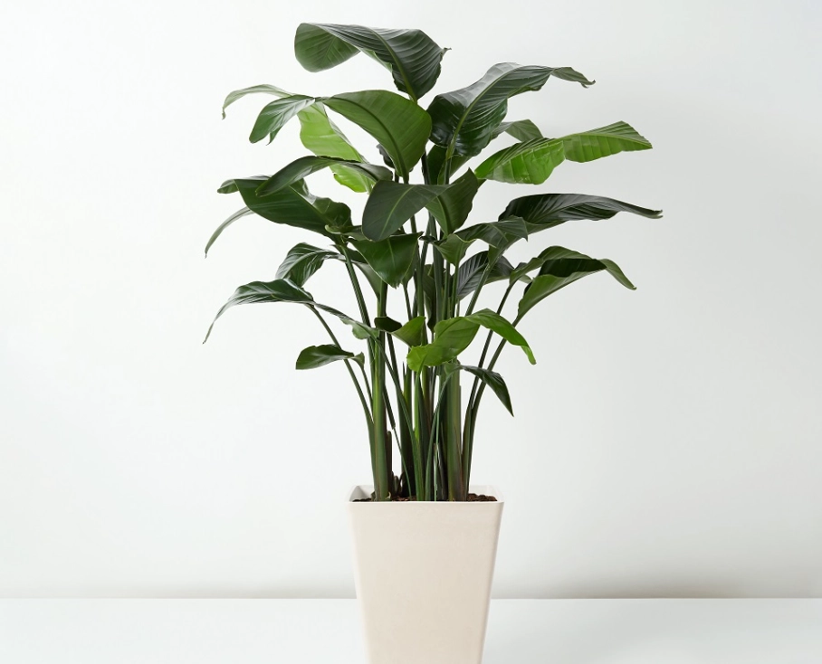 天堂鳥 澆水 天堂鳥 澆水