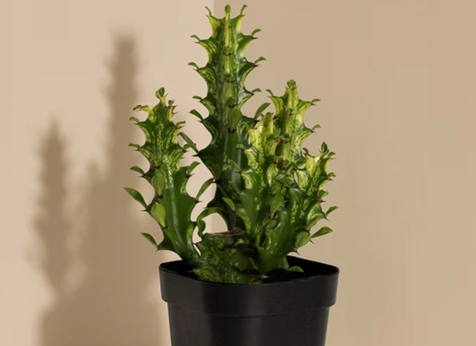 龍骨換盆注意事項